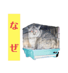 犬猫のデカ文字で見やすい敬語多めスタンプ（個別スタンプ：27）