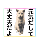 犬猫のデカ文字で見やすい敬語多めスタンプ（個別スタンプ：31）