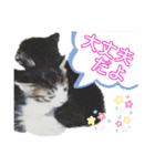 犬猫のデカ文字で見やすい敬語多めスタンプ（個別スタンプ：32）