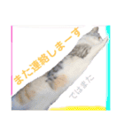 犬猫のデカ文字で見やすい敬語多めスタンプ（個別スタンプ：34）