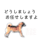 犬猫のデカ文字で見やすい敬語多めスタンプ（個別スタンプ：35）