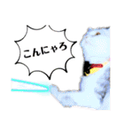 犬猫のデカ文字で見やすい敬語多めスタンプ（個別スタンプ：36）