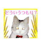 犬猫のデカ文字で見やすい敬語多めスタンプ（個別スタンプ：37）