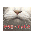 犬猫のデカ文字で見やすい敬語多めスタンプ（個別スタンプ：40）