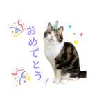 かわいい猫きなこのいろいろ使えるスタンプ（個別スタンプ：2）