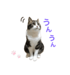かわいい猫きなこのいろいろ使えるスタンプ（個別スタンプ：3）