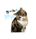 かわいい猫きなこのいろいろ使えるスタンプ（個別スタンプ：4）