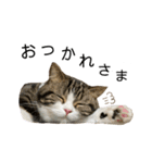 かわいい猫きなこのいろいろ使えるスタンプ（個別スタンプ：7）