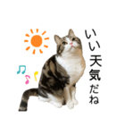 かわいい猫きなこのいろいろ使えるスタンプ（個別スタンプ：8）