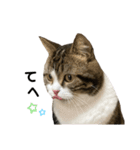 かわいい猫きなこのいろいろ使えるスタンプ（個別スタンプ：9）