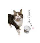 かわいい猫きなこのいろいろ使えるスタンプ（個別スタンプ：11）