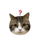 かわいい猫きなこのいろいろ使えるスタンプ（個別スタンプ：12）