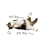 かわいい猫きなこのいろいろ使えるスタンプ（個別スタンプ：15）