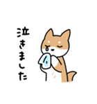 柴犬とポメ(敬語)（個別スタンプ：13）