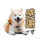 柴犬 ♡ 敬語 ＆ 挨拶 ♡ 犬友03 赤柴（個別スタンプ：11）