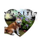 柴犬 ♡ 敬語 ＆ 挨拶 ♡ 犬友03 赤柴（個別スタンプ：13）