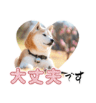 柴犬 ♡ 敬語 ＆ 挨拶 ♡ 犬友03 赤柴（個別スタンプ：17）