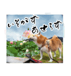 柴犬 ♡ 敬語 ＆ 挨拶 ♡ 犬友03 赤柴（個別スタンプ：23）