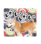 柴犬 ♡ 敬語 ＆ 挨拶 ♡ 犬友03 赤柴（個別スタンプ：30）