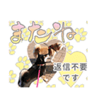 柴犬 ♡ 敬語 ＆ 挨拶 ♡ 犬友03 赤柴（個別スタンプ：31）