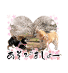 柴犬 ♡ 敬語 ＆ 挨拶 ♡ 犬友03 赤柴（個別スタンプ：33）