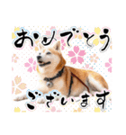 柴犬 ♡ 敬語 ＆ 挨拶 ♡ 犬友03 赤柴（個別スタンプ：39）