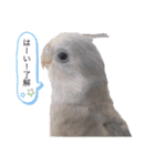 michochii 4（個別スタンプ：10）