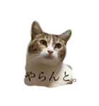猫のしじみ1（個別スタンプ：1）