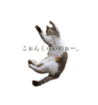 猫のしじみ1（個別スタンプ：2）