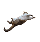 猫のしじみ1（個別スタンプ：3）