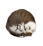 猫のしじみ1（個別スタンプ：4）