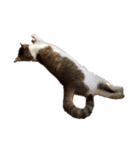 猫のしじみ1（個別スタンプ：5）
