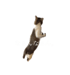 猫のしじみ1（個別スタンプ：6）