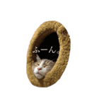猫のしじみ1（個別スタンプ：7）