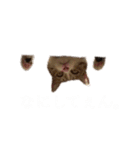 猫のしじみ1（個別スタンプ：10）