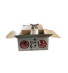 猫のしじみ1（個別スタンプ：12）