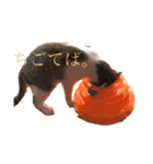 猫のしじみ1（個別スタンプ：13）