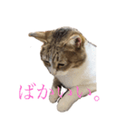 猫のしじみ1（個別スタンプ：14）