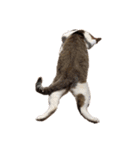 猫のしじみ1（個別スタンプ：15）