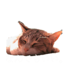 猫のしじみ1（個別スタンプ：16）