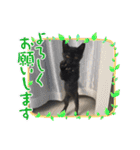 黒ねこ 虎ねこ 日常で使えるスタンプ（個別スタンプ：15）