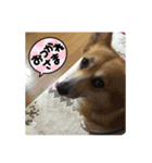 日常のももちゃんです（個別スタンプ：4）
