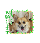 日常のももちゃんです（個別スタンプ：6）