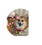 日常のももちゃんです（個別スタンプ：8）