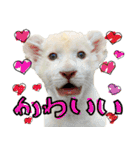姫セン公式スタンプ White Lion ルイ（個別スタンプ：1）