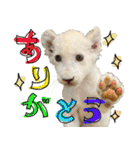 姫セン公式スタンプ White Lion ルイ（個別スタンプ：7）