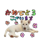 姫セン公式スタンプ White Lion ルイ（個別スタンプ：9）