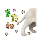 姫セン公式スタンプ White Lion ルイ（個別スタンプ：11）