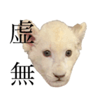 姫セン公式スタンプ White Lion ルイ（個別スタンプ：13）
