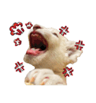 姫セン公式スタンプ White Lion ルイ（個別スタンプ：20）